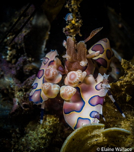 Harlequin shrimp in Lembeh today by Elaine Wallace 